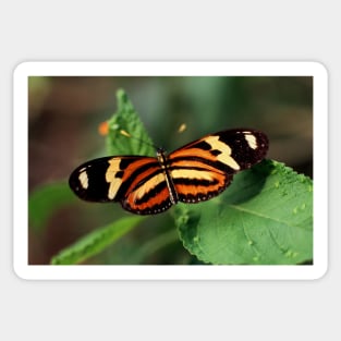 Butterfly - Iguazu, Argentina Sticker
